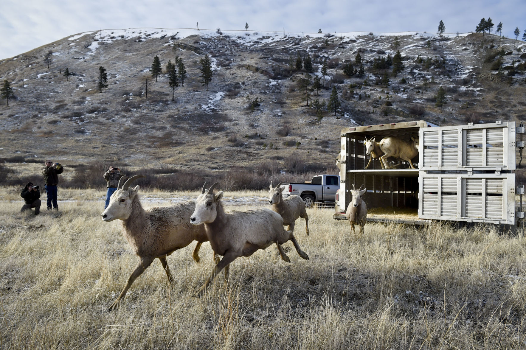 Bighorn sheep